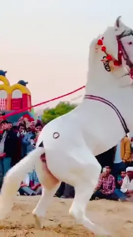 #SHABBARLOVE #tkitok #tkito #horsedance #shabarlove #foyrou #SHABARLOVE #2024 #videos #foryoupage #tkito #2024presldent #2024prabowopresiden #🐎🐎🐎🐎🐎🐎🐎🐎🐎🐎🐎🐎🐎🐎🐎🐎🐎🐎🐎🐎🐎🐎🐎🐎🐎🐎🐎🐎🐎🐎🐎🐎🐎🐎🐎 