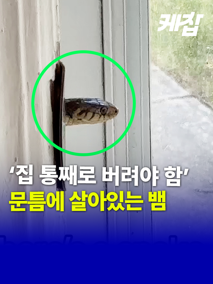 살아있는 뱀 머리 문툭튀🐍😱 📍미국 뉴저지주 한 주택집 문틀 사이로 살아있는 뱀 머리가 튀어나온 영상이 사람들에게 충격을 주고 있다. 공개된 영상을 보면, 문 손잡이를 고정할 수 있는 문틀 면판에 뱀의 머리가 튀어나와있다. 미동이 없던 뱀이 혀를 낼름거리는 모습을 보면 뱀이 살아있는 상태임을 알 수 있다. 여성은 