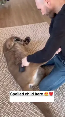 #puma #animallover #animals #cute #foryou  @tiktok creators