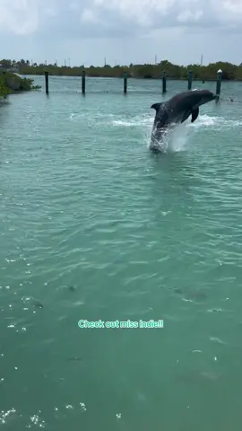 Replying to @@Gracious check out miss Indie showing off her flip behavior!! #dolphin #dolphinconnection #dolphinencounter #dolphinexperience #dolphindiscovery #marinemammaltrainer #dolphintrainer #fyp #floridakeys #marinemammal #fypシ #foryou #foryoupage #viral #trending #education #lifeofadolphintrainer #trainer #training #animaltraining #conservation 