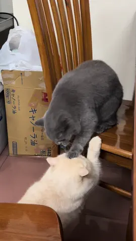 Xin đừng oánh nhau, đừng đừng xé áo nhaooo  #meowentertainment #meme #rapviet #fypシ゚viral #catsoftiktok #dogsoftiktok 