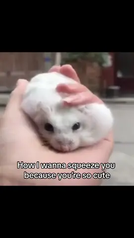 Facts #hamster #hamsters #couple #girlfriend #boyfriend #cute #squish #fy #foryou 
