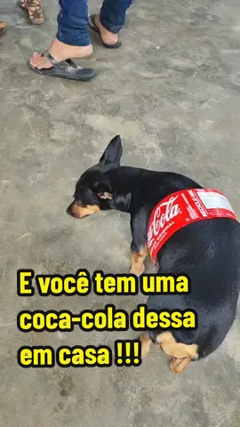 #trolagem #meme #pegadinha #pegadinh #fy #cachorro #cachorros #pet #pets 