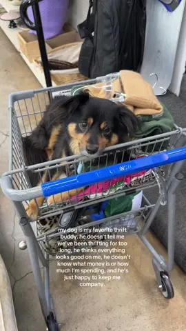 I get to thrift forever and he gets attention from strangers, enrichment from the weird smells and nap time on comfy clothes. it’s a win-win situation. #thrifting #lathrift #dogsoftiktok 