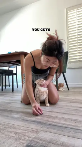 Extra special morning med routine. PART 1.  Fosters had mysterious illness that caused vomiting and diarrhea, but they bounced back in a couple of days. They will be on their way to their third adoption event this Sunday in Vista, California! (Note: footage was taken a week ago).  #catmom #catmomlife #catlife #catmedicine #sickcat #fostercat #fostercatmom #fosterkittens 