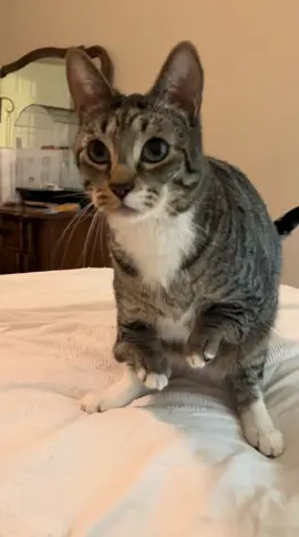 HE KEEPS SNACKS IN HIS POUCH 💗 #cats #catsoftiktok #foryou #pets #fypage #foryoupage #PetsOfTikTok #fyp #