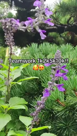Teamwork#followtrain2024 #followtrain #1k#5k#10k