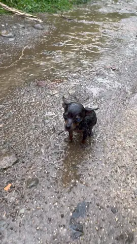 No puedes comprar el amor, pero puedes adoptarlo ♥️
