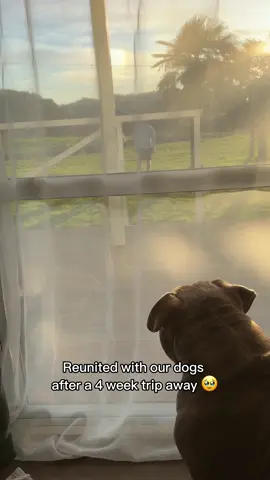 There was no greater feeling 🥹❤️. Knowing our babies were treated like a King and Queen and lived their best farm life while we were away, meant we could enjoy our time away guilt free. When we plan a trip, we factor in dog care as one of the expenses and it must meet certain requirements in which we trial until we find the perfect match. Our 3 main rules are: 1. No Kennels, they must sleep inside the home, live like house dogs, and get endless cuddles and kisses. 2. Someone must be with them the majority of the day to ensure they are safe and happy. 3. Plenty of daily exercise, mental stimulation, training and interaction. It took us a year to find the right place for Lulu and Tuktuk which allowed us to travel knowing they were living their absolute best life back home 🙌🏼. #dog #dogs #puppy #dogsoftiktok #americanbully #staffy #reunitedwithdog #reunited #Love #family #happy #travel 