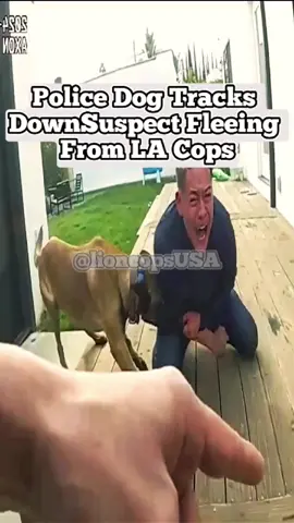 Police Dog Tracks Down Suspect Fleeing From LA Cops! #cop #cops #policeofficer #police #bodycam #foryou #fyb #lioncopsusa 