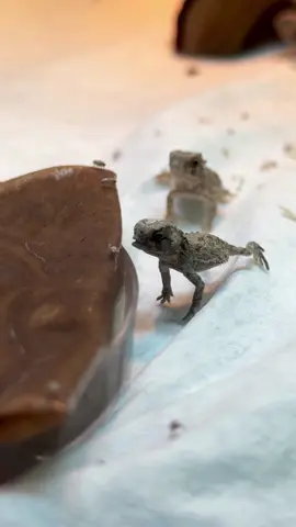Baby Texas horned lizard snack time is way too cute! 🥰😋 #cuteanimals #cute #animals #reptiles #fyp