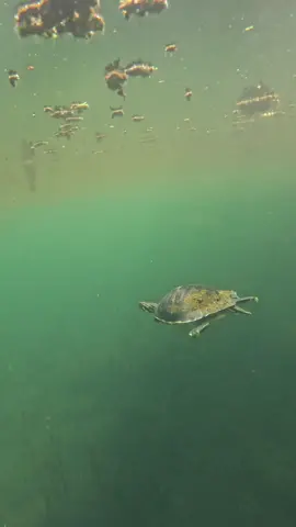 Another world! #turtle #underwater #springs #florida