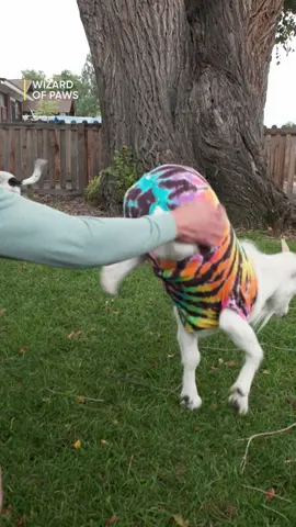 Meet Agatha, the amazing two-legged goat from Broken Shovels Farm Sanctuary! 🐐 Watch as Derrick works his magic, crafting a custom cart to help her go from handstands to walking on all fours. #BYUtv #WizardofPawsTV #animaltok