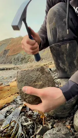 Here is a suspicious rock that we found on a recent beach walk amongst the shingle and opened up with our hammer! 🏝🌊 Inside the nodule, a beautiful Dactylioceras ammonite from the Jurassic 😍🦑 These ammonites are around 180 Million Years Old 💀🏝 Thank you for supporting our page! 🐊 #natural #nature #fossil #fossils #ancient #animals #art #ammonite #ammonites #dinosaur #scientist  #minerals #paleontology #whitby #geologist #dorset #geology #charmouth #jurassic #yorkshire #beach #coast #sea #water #squid