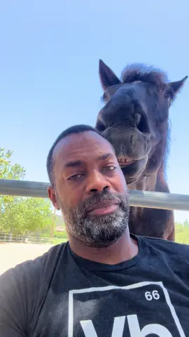 The aggression has intensified…#S#SammiValentineH#HorseH#HorsesH#HorseTokH#HorsesOfTikTok#H#HorseLoveE#EquestrianK#KnightInTrainingE#EquestrianInTrainingP#PercheronP#PercheronsOfTikTokW#WarHorseH#HappyTrailsf#fypP#PetsH#HorsedadA#ActionDraftItchesGetScritches