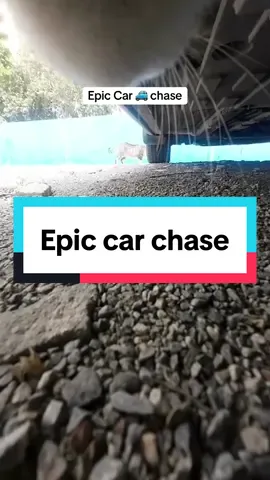 #catsoftiktok 