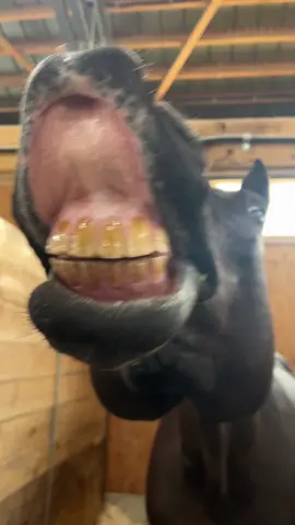 OhÉ OhÉ 🙂‍↕️🤚🏼inspo: @PB #funny #baka #horse #smile #teeth #junior #viral #fypシ゚ #fyp #foryou #fypviralシ 