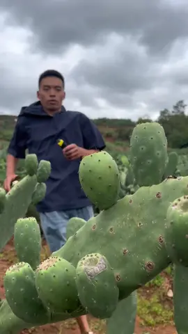 Farm fresh prickly pear cactus fruits picking and eating #farm #cactus #fruit #asmr #fyp