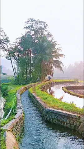 pagi yang indah di tengah sawah #keindahanalam #jamandulu #kampung #kampunghalaman #fypシ゚viral #pemandangan 