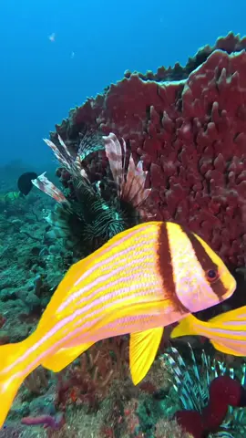 Here are some common questions answered! People want to see what the true colors are! Most people think that Lionfish are black and white Fish but they are nice and red sometimes bright orange depending on the fish. They’re all a little bit different color and different patterns as well. Take a look at this groovy video and follow and subscribe❤️❤️❤️ #showusyourzk #lionfishextermination #lionfishhunting #nonprofitsoftiktok #nonprofitsofinstagram #floridaman #boom #invasivespecies #nonprofit #lionfishexterminationcorp #lionfish #boyntonbeachcra #spinylobster #porkfish @Alex Borsutzky @Nathaniel Sorensen @Rachel Taub 