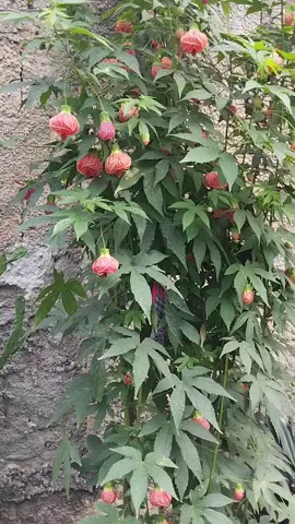 #sininho #lanterninhachinesa #flores #plantas #quintaldecasa 