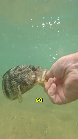 They work! #bassfishing #fishing #pesca #angler #foryou #fyp 