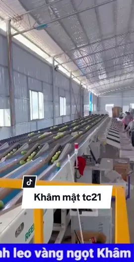 Chanh Khâm Mật tại Trung Quốc #nongnghiep #chanhleo #chanhday #giongchanhday #dainongtc83 #tainononetc19 #viral 