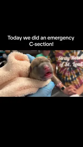 During a C-Section, the mom is sedated. So the babies are sedated too, and need us to do the things mom would normally do - get them out of the sac, clean out their mouths and noses, and stimulate them to get them breathing. This is the first time this baby cried...and we must say, we cried too. What an amazing experience.  PLEASE spay and neuter your pets. Mom is so lucky to be alive ♥️ Strayrescue.org/donate