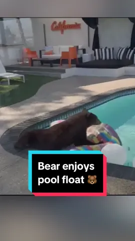 The glistening shimmer of a backyard pool was too tempting for this bear to resist. 🧸 Homeowners in Monrovia were treated to quite a sight when a bear made herself right at home at their pool. Gliding ever-so-gracefully on a floating device, the bear soaked up the sun before eventually returning to the forest. #Monrovia #bears #wildlife #california