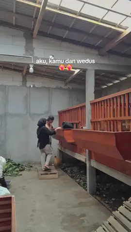 nda pengen ta #peternakmuda #kambingetawa #kambingkontes #kambingseni 