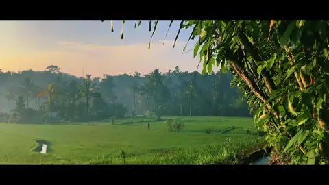 #CapCut | nature🍃 | #fyp #foryou #foryoupage #cinematic #cinematics #sawah #alam #nature #aesthetic #templatecapcut #fypシ #xyzbca 