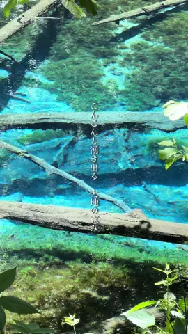 こんこんと湧き出る山の恵み。 『神の子池』の名の通り、穏やかで神々しい場所。 #北海道観光 #おすすめ #阿寒摩周国立公園