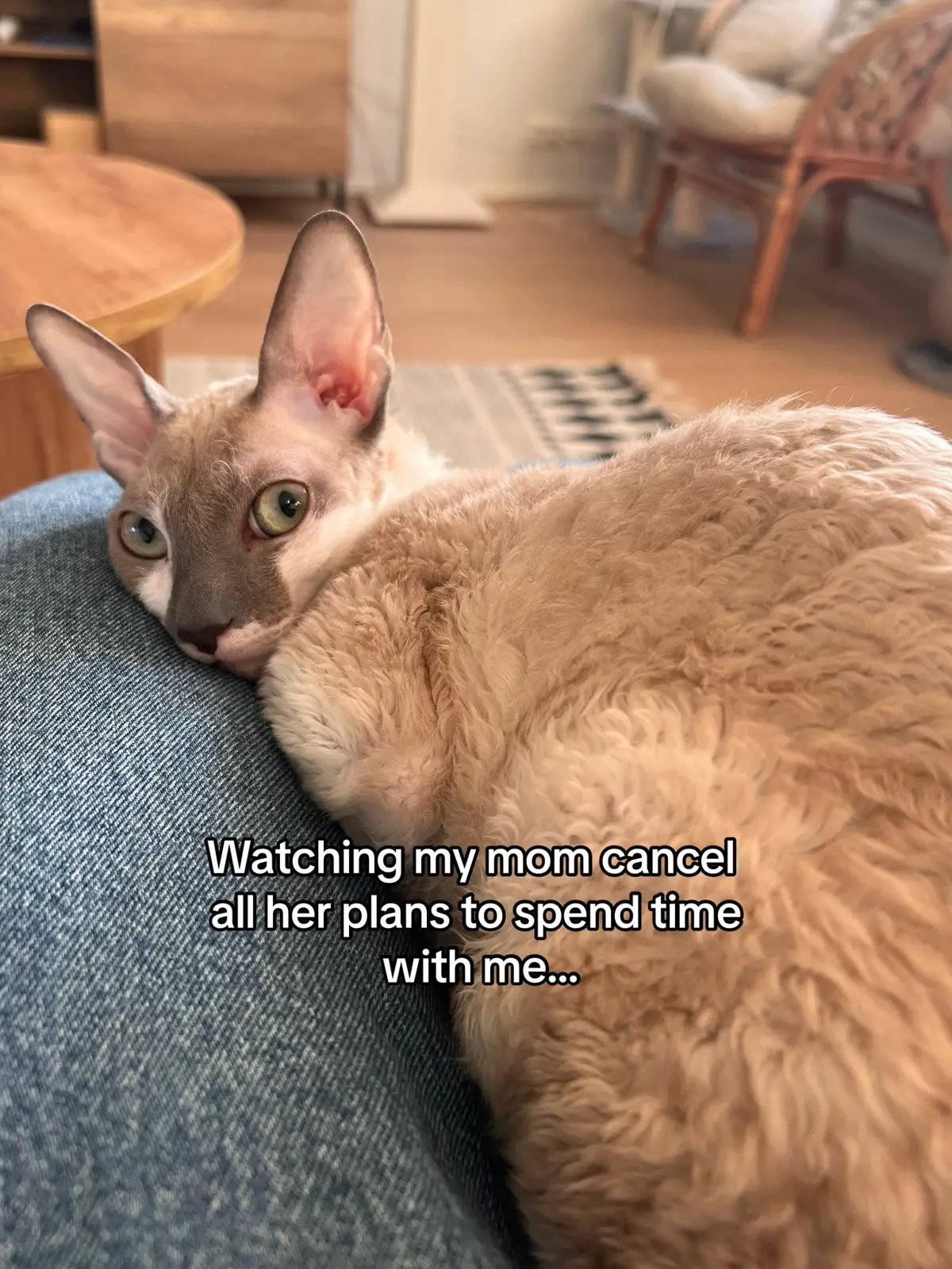 #fyp #foryou #cornishrex #cattok #catlovers #PetsOfTikTok #petlover #kittensoftiktok #cornishrexcatsoftiktok #cornishrexcat #catsoftiktok #kissavideoita #kittens #kittenlove #cornishrexes