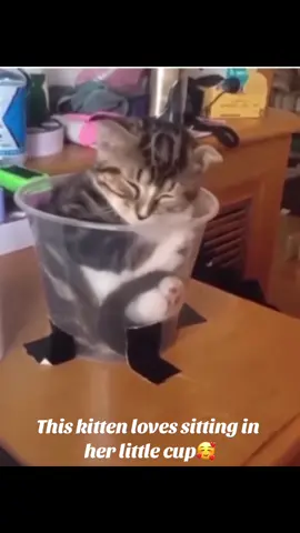 Kitty is so cute😱😻😻😻 #funnyvideos #kitty #catsoftiktok #catlover
