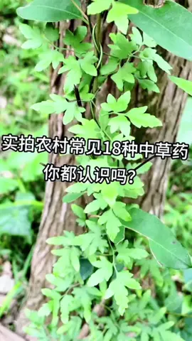 回覆 @一堆製杖在檢舉 农村常见18种中草药植物,你都认识吗?# 三农#乡村守护人