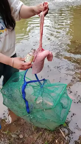 Unbelievable fish trap technique #fish #fishing #fishinglife #wild #wildlife #nature #asmr #river #fyp  