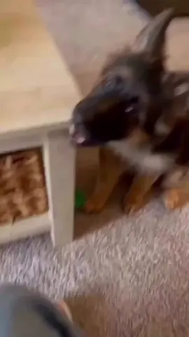 A German Shepherd puppy caught in the act of biting a table! 🐾🦷 German Shepherd puppies often chew on things during their teething phase, so it's important to provide them with appropriate chew toys. #GermanShepherd #PuppyTrouble #TeethingPup