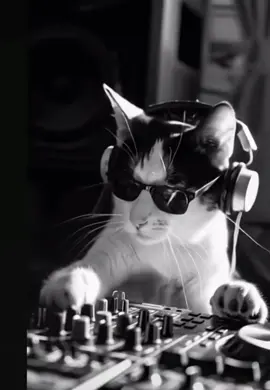 #cat #music #dj #dance #foryou #chat #kedi #gatos #kesfet #pourtoi #furdich #kitten 