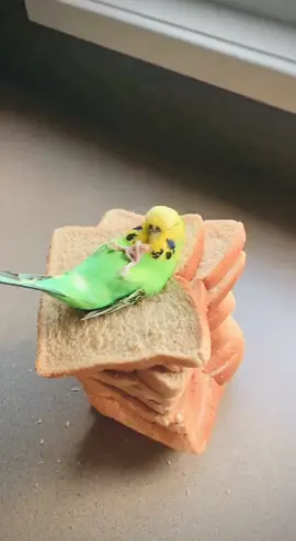 Budgie relaxing on bread #bird #birds #budgie #budgies #parrot #parrots #birdsoftiktok 