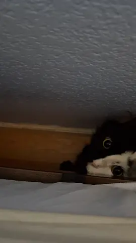 there's something under my bed #catsoftiktok #phantomoftheopurra #catswithvitiligo #phantomoftheopera 