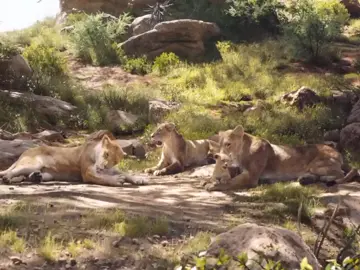 The lion king movie part 5#edit #fyp #foryou #viral #fyp #foryou #lionking