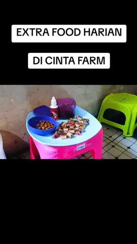 EXTRA FOOD AYAM RAWATAN DI CINTA FARM..
