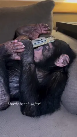 Tara busy on the phone😆🩷 • • • #Chimps #chimpanzee #chimps #apes #cuteanimals #animalsaddict #animals #explorepage #animals #animallover #monkey #monkeys #monkeyseemonkeydo #monkeylove #onelove #family #myfamily #riolilly #tara 