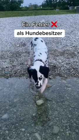 Das richtige Futter ist SOOO wichtig ⚠️ Ich füttere seit fast 4 Monaten nur noch @PetsDeli und bin absolut überzeugt von der Qualität!! Werbung, aber aus purer Überzeugung ❤️ Wenn ihr das Futter testen wollt, könnt ihr mit dem Code „cocco20“ 20% sparen ❤️ #hundefreund #hundefutter #hundeliebe #hundetiktok #hundetipps 