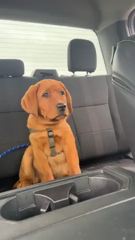 I am just so handsome and such a bro #bro #labradorpuppy🐕 #cutepuppycheck #foxredlabradorretrievers #carrides #handsomeboy #labradorretriever #puppy #dogsofttiktok 