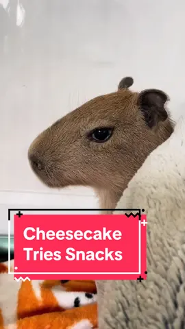 Cheesecake the baby capybara tries a variety of snacks! What else should we have her taste test next? It’s important to introduce a variety of different fruits & veggies while she’s young, as they can get quite picky with new foods as adults! (Anyone who has seen Pumpkin try dragonfruit can attest to this) #capybara #capybaras #capybaralove #capybaramemes #capybarasforever #capybaratiktok #animals #cuteanimal #babyanimals #cutebaby 