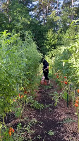 The egg thing is weird - I know. I heard a farmer talking about it a few years back and decided to try it.  In 2022, I had 3 rows of tomatoes - one row got a whole egg, one row got just egg shells, and one row got no egg at all. The row with the whole egg was by far the healthiest plants with bigger fruit and more disease resistance. So now I save up my eggs every spring to help my tomato garden grow.  What’s your method for planting tomatoes? What works well for you?  #gardening #gardening101 #gardentok #gardeninghacks #gardeningtips #organicfarm #organicgardening 