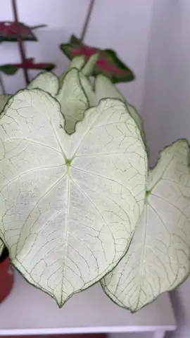 Caladiums 🌱  Detalles y recomendaciones: - Prefiere un lugar iluminado, evitando que reciba rayos de sol directos. - Ventilación moderada. - Regar cuando la superficie del sustrato se encuentre ligeramente seco - Evitar los encharcamientos. - Precio varia acorde al tamaño y la variedad de caladium. Síguenos @planturagt 🌱 #PlanturaGT #Guatemala #caladium #caladio #caladiums #plantas #plantasgt #plantasguatemala #plantasdeguatemala