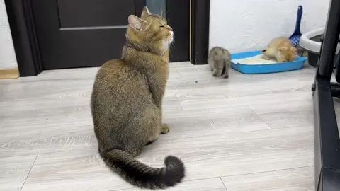 Mother cat asks her baby kittens to use the litter box, but something goes wrong #cat #baby #kittens #rescued #catsofinstagram #cats #catstagram #babygirl #catlover #catlife #catlovers #babyshower #catoftheday #instacat #rescuedog #education #kittensofinstagram #catsagram #catlove #babyfashion #catering #rescuedogsofinstagram #mybaby #caturday #cats_of_world #catloversclub #cutebaby #catsofig #catalunya #ilovemycat