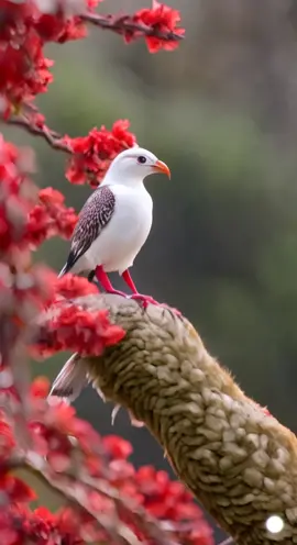 beautiful 3 birds video #beutifullbirds #cuttestbirds ##trendingmusic #uniquebirds #trendingvideo 
